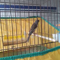 قناری و ح ش ی