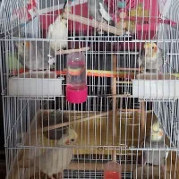 عروس هلندی از ۲۰ روزه تا ۱ ساله کلی و جزیی