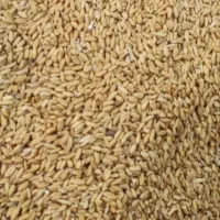 گندم کبوتری ومرغ