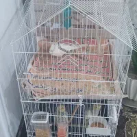 سلام یک عدد قفس پرنده کاسکو ی به فروش میرسد