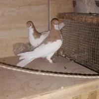 ماده
