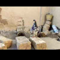 کبوتر چپ افشون