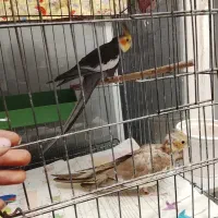 عروس هلند مولد