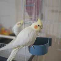 عروس هلندی