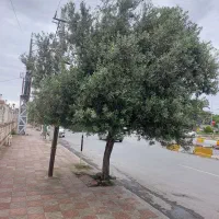 فروش سردرختی زیتون کرونایکی
