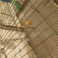 قناری نر تیر خون