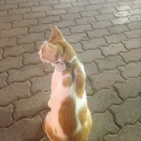 گربه خانگی پیدا شده