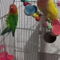 یک جفت کوتوله|پرنده|تربت جام, مطهری|دیوار