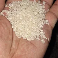 برنج عنبر بو شوشتر