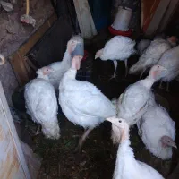 بوقلمون گوشتی