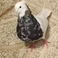 کفتر گمشده