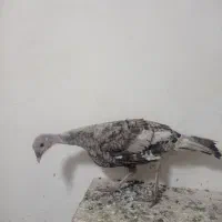 بوقلمون