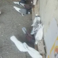 کبوتر