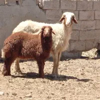 گوسفند مطفل بابره ماده