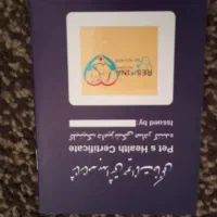 گربه اسکاتیش سیلور ماده|گربه|فردیس, فردیس|دیوار