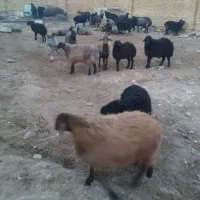 فروش ۲۰ راس بره درجه یک نرو ماده