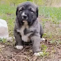 توله سگ*سرابی**اصیل