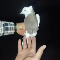 کفتر یا کبوتر توقی