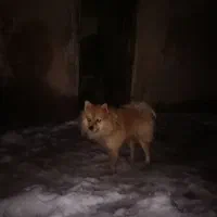 سگ پامرانین