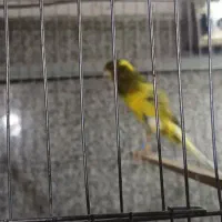 قناری رسمی بلند