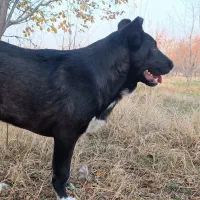 توله 7ماهه سرابی