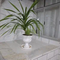 گل پاندانوس|گل و گیاه طبیعی|شاهرود, |دیوار