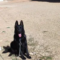 واگذاری سگ ژرمن ورک بلک