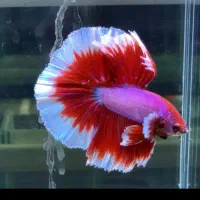 قبولی واگذاری فایتر گوپی