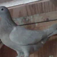 کبوتر پلاکی طوسی