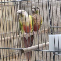 تعدادی جفت گرینچیک اناناسی و یلوساید کار داده|پرنده|مشهد, فاطمیه|دیوار