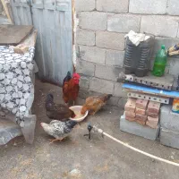 باسلامدوتاخروسدومرغجوانتخمکذار