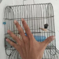 قفس سهره|لوازم جانبی حیوانات|بروجرد, |دیوار