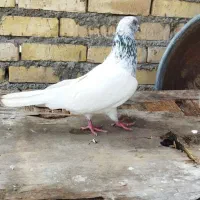 کفتر|حیوانات|خرمشهر, |دیوار