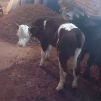 یک راس گاو شیری با گوساله نر سیمینتال