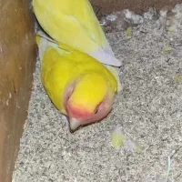 جفت کوتوله بالغ و کار داده