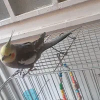 عروس هلندی نر سخنگو|پرنده|مرودشت, ثبت احوال|دیوار