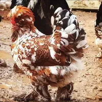 تخم نطفه دار با تضمین نطفه عمده|حیوانات مزرعه|قم, نیروگاه|دیوار