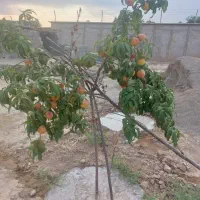 باغ 450 متری|فروش زمین و ملک کلنگی|محمدشهر, عباس آباد|دیوار