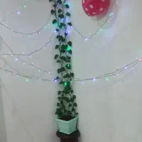 گل پتوس طبیعی|گل و گیاه طبیعی|صباشهر, |دیوار