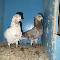 کبوتر کاشونی