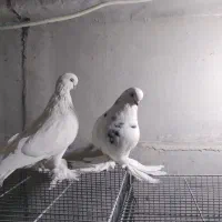 فروش ۱ جفت کبوتر  لانگ فیس و ۱ جفت نوک ریز|پرنده|بروجن, |دیوار