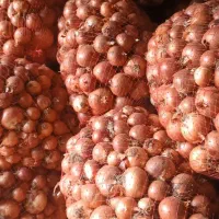 پیاز درجه یک