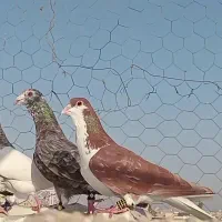 رنگی هوایی|پرنده|اهواز, امانیه|دیوار