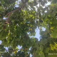 فروش باغ و خانه باغ. دارای نسق.|فروش خانه و ویلا|سیسخت, |دیوار