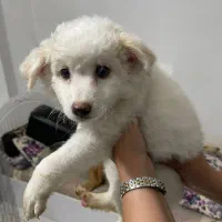 طوله سگ دوماهه|سگ|بندرعباس, |دیوار