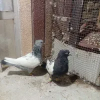 کبوتر