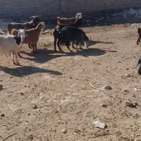 بز و بزغاله|حیوانات مزرعه|همدان, |دیوار