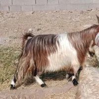 نری فروشی