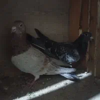 کفتر|پرنده|قم, قلعه کامکار|دیوار