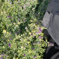 بذریونجه رنجر امریکایی|گل و گیاه طبیعی|ایرانشهر, |دیوار